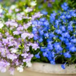 Sinek kuşlarının ve tozlayıcıların direnemediği kenar lobelisi türleri