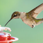 Sinek kuşu sevenler Aldi'nin uygun fiyatlı veranda esas olarak takıntılı