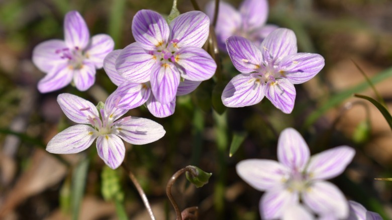Dainty pembe çizgili peri spud çiçekleri yakın.