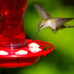 Yakın görüntüleme için bir sinek kuşu besleyicisini DIY yapmanın en iyi yolu