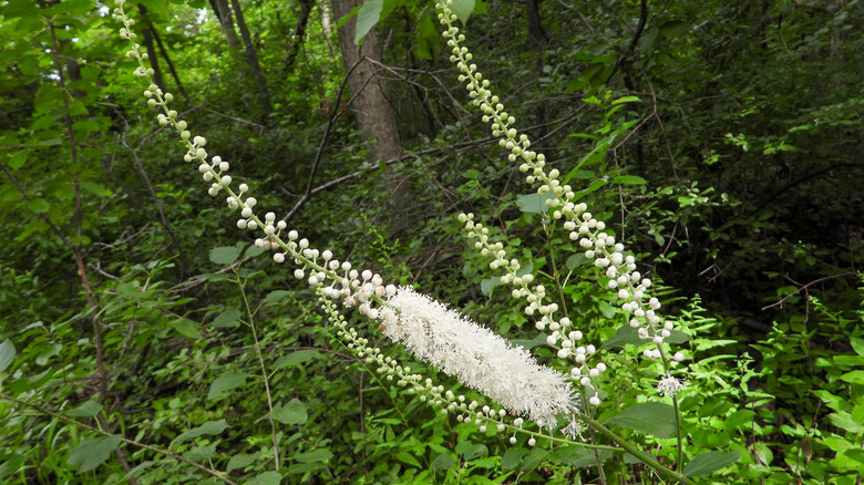 Birkaç çiçek siyah cohosh yaprak döken bir ormanda çiçek açar.