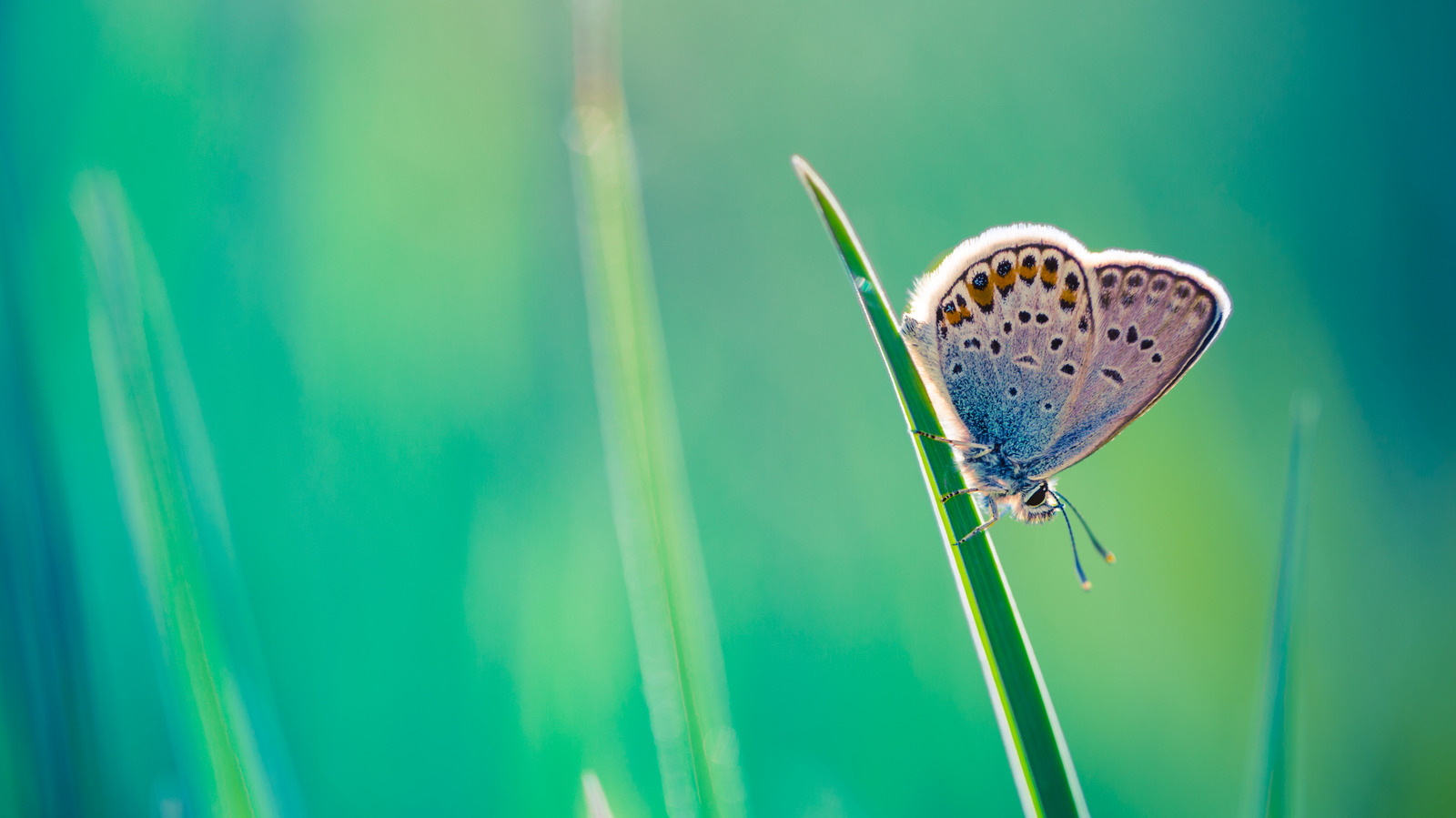 Nemli toprakta iyi büyüyen ve kelebekleri çeken çok yıllık çiçekçi