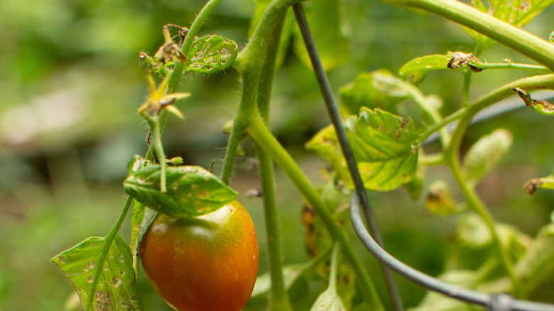 Telli giysilerden yapılmış bir domates kafesi, meyve veren bir tesisi destekler.