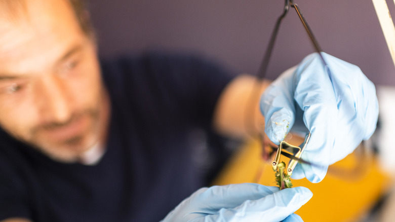 Adam klipsli bir ceket askıdan otlar asıyor