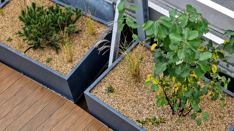 Toprağın üstünde soluk çakıl katmanları olan kap bitkileri