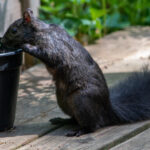 Sincapların saksı bitkilerini yok etmesini durdurabilen basit bahçe takası