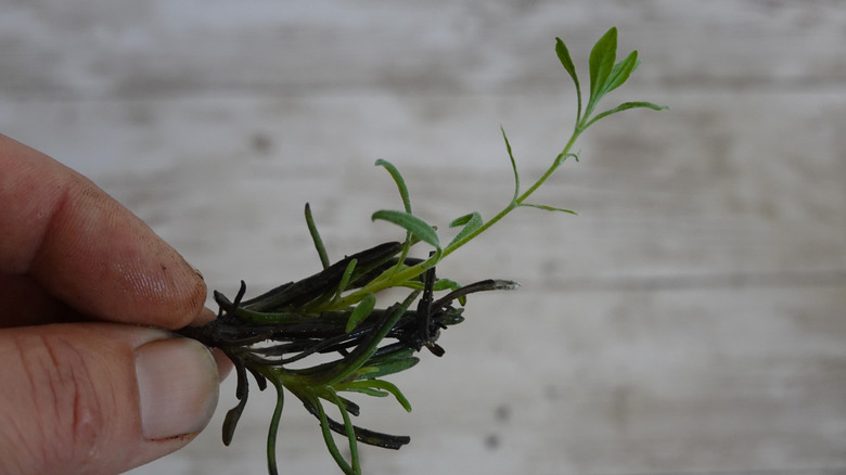 Yeni sürgünlerle lavanta kesimi