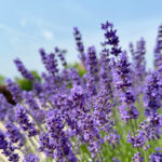 Lavanta toprak veya suda yaymak daha mı iyi? İşte en iyi yöntem