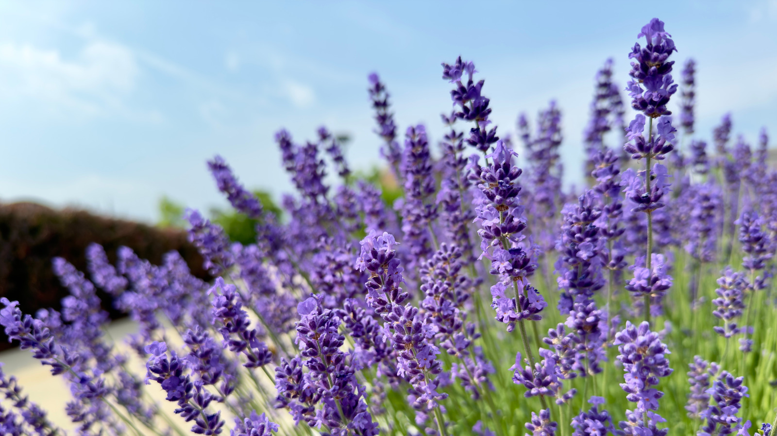 Lavanta toprak veya suda yaymak daha mı iyi? İşte en iyi yöntem
