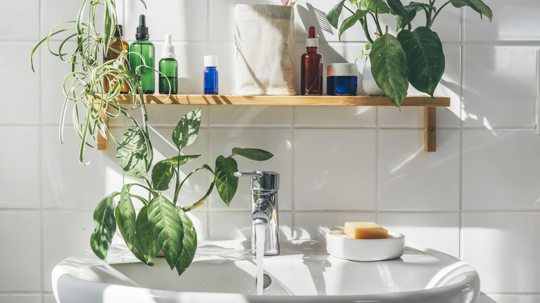 Lavabonun üzerindeki bitkilerle dolu raf