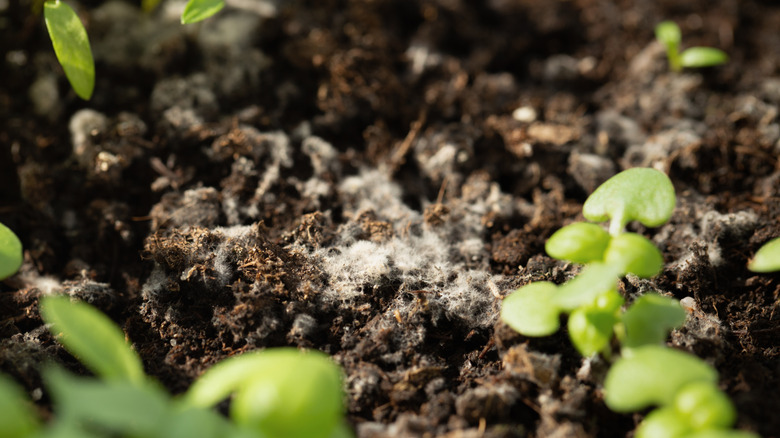 Kalıp küçük fidelerin yakınında toprakta büyür