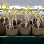 Bahçedeki tuvalet kağıdı tüplerini yeniden kullanırken farkında olmak için dezavantaj