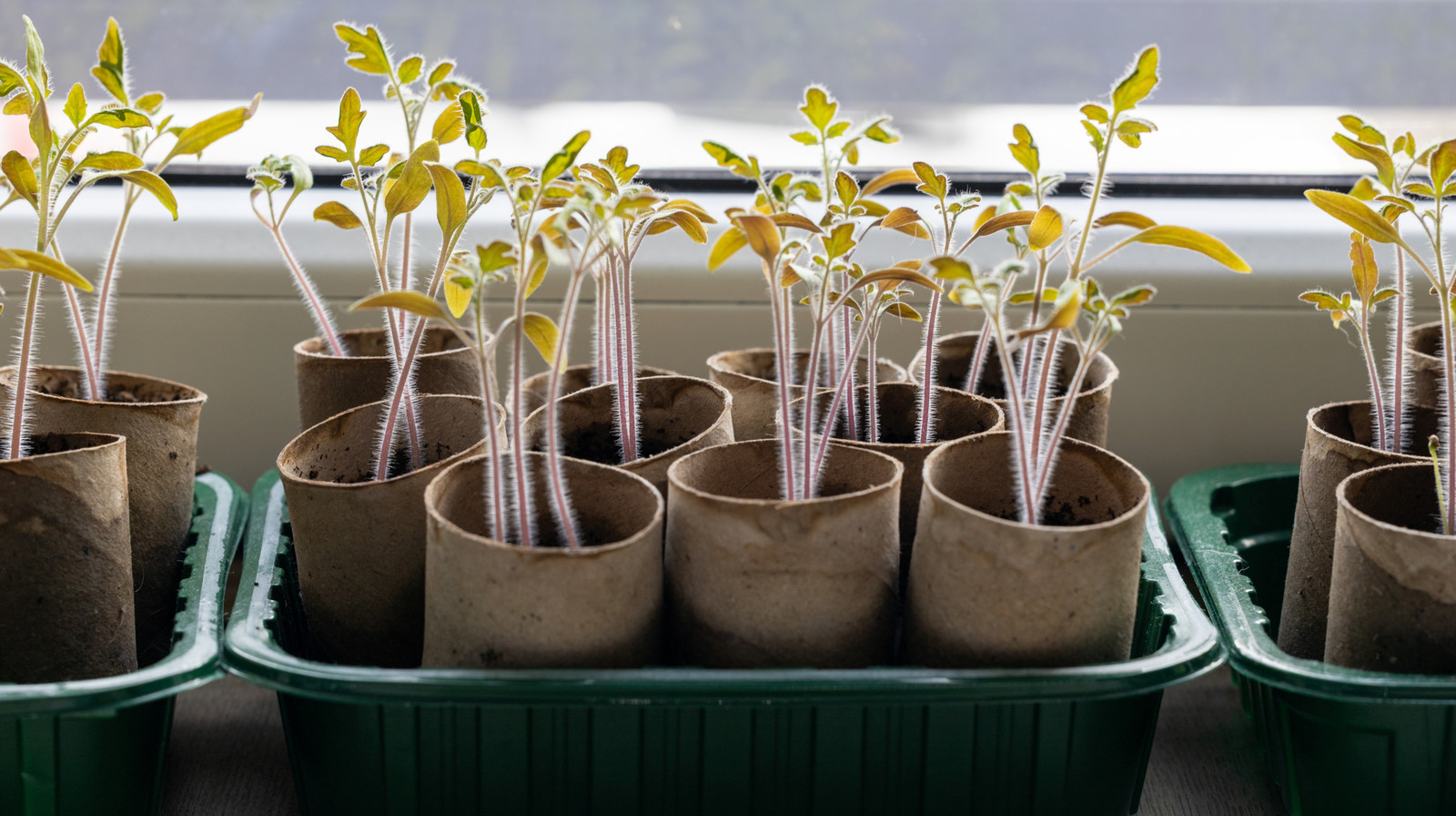 Bahçedeki tuvalet kağıdı tüplerini yeniden kullanırken farkında olmak için dezavantaj