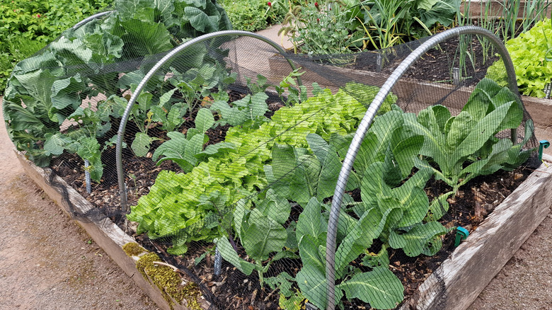 Çemberlerden ve tellerden yapılmış bir bahçe cloche sistemi