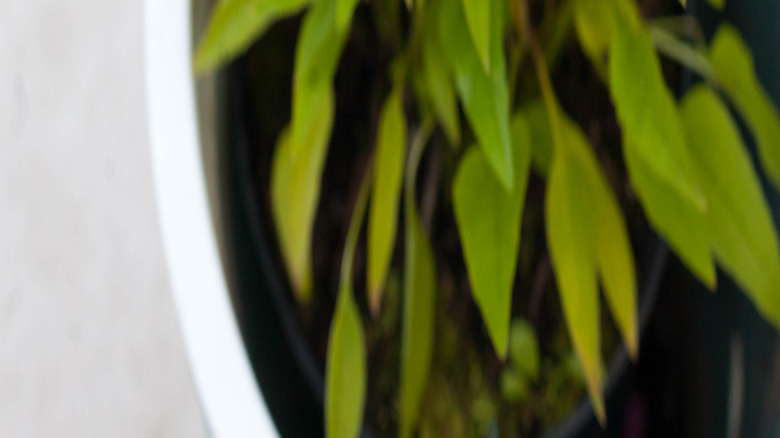 Pembe çiçeklerle bir ekinezya pantolonu