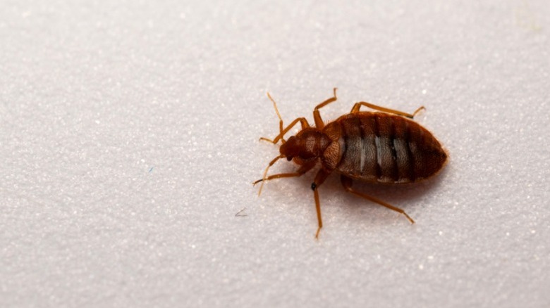 Beyaz yüzeyde bir yatak böceğinin kapatılması