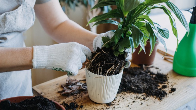 Bahçecilik eldivenleri giyen açık tenli bir kişi bir tencereden bir bitkiyi çıkarır