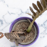 Neden 'Pushs' İddia İddiası HousePlant Sorunlarınız için Çözüm Oldu (ve Kabul edersek)