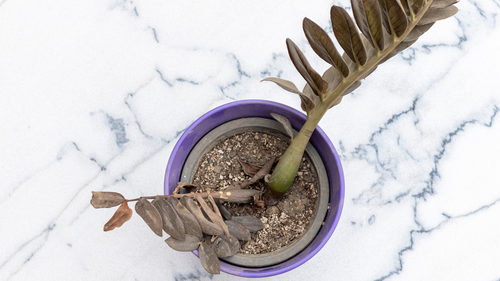 Neden 'Pushs' İddia İddiası HousePlant Sorunlarınız için Çözüm Oldu (ve Kabul edersek)