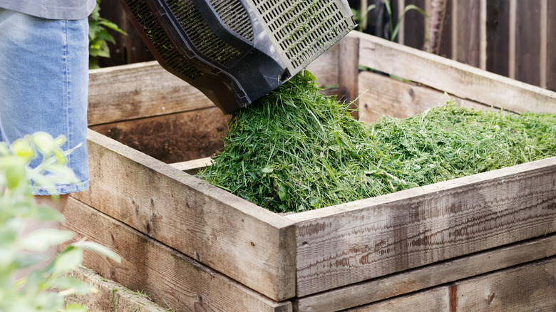 Kompost için çim kırpma ekleyen adam