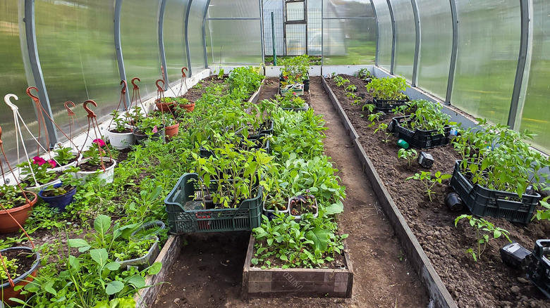 bitkili kubbe serası