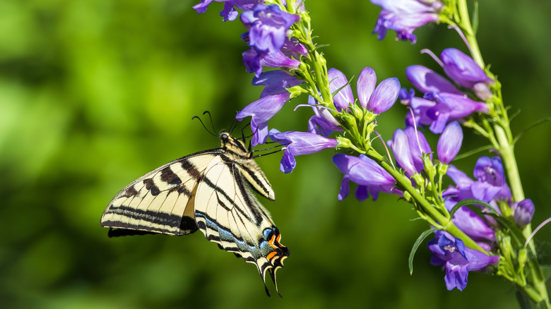 Kayalık bir dağ penstemonu çiçeğinden beslenen bir yutkunma kuyruğu kelebek
