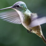 Bahçenize akın eden sinek kuşları ve kelebekler olacak göz kamaştırıcı mavi çiçek