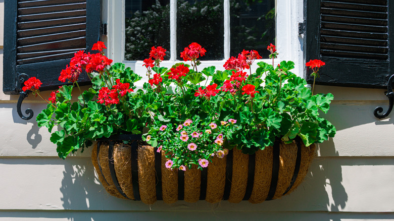 Ferforje pencere kutusunda sardunyalar