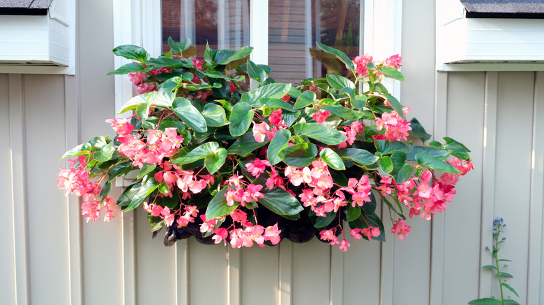 Küçük bir pencere kabı üzerine dökülen begonias