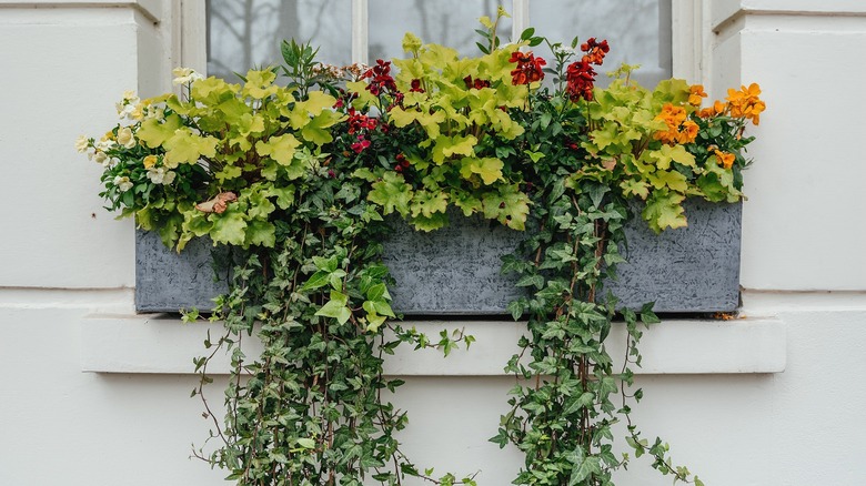 Ivy bir pencere kutusundan doldurmak ve aşağı asılı