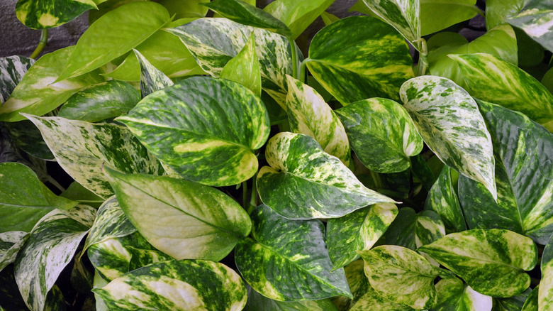 Pothos Yeşil Çeşitli Yapraklar