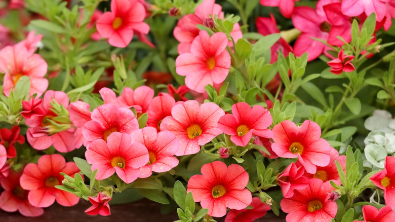 Somon kırmızı kalibrachoa çiçekleri yakın