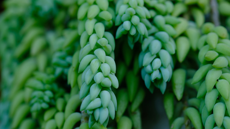 Green Burro'nun Kuyruğu Yakın