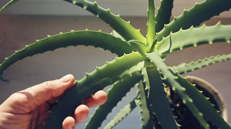 Bir aloe vera fabrikasının dikenli yaprağı tutan kişi