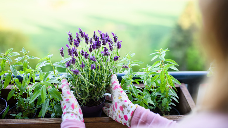 Bir ekici kutusunda saksı lavanta ayarlama