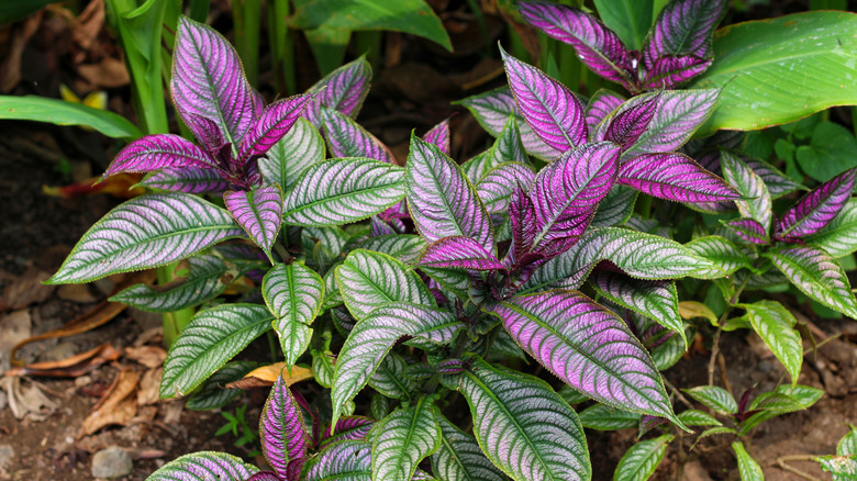 Diğer bitkiler arasına ekilmiş mor ve yeşil yapraklı Farsça Kalkanı