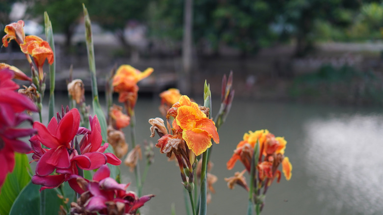 Su ile büyüyen canna zambakları