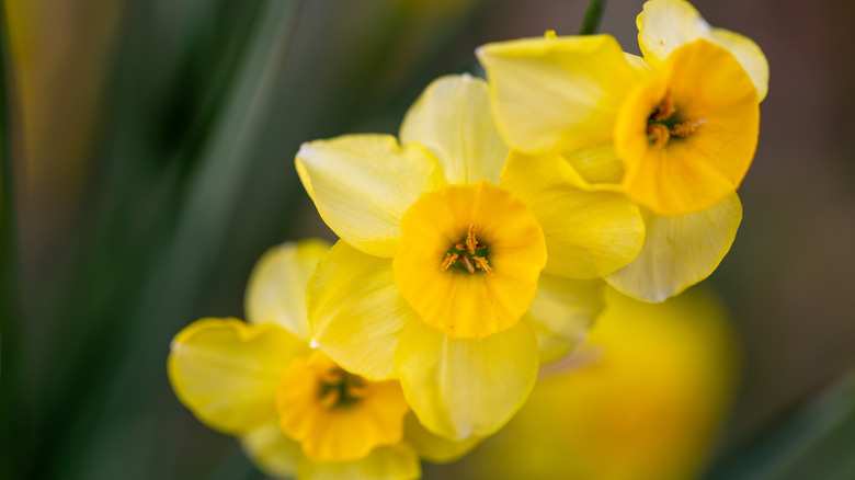 Sarı nergisler kapanıyor