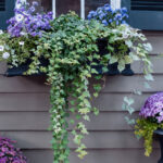 Göz alıcı pencere ekranları için en iyi 13 cesur bitki