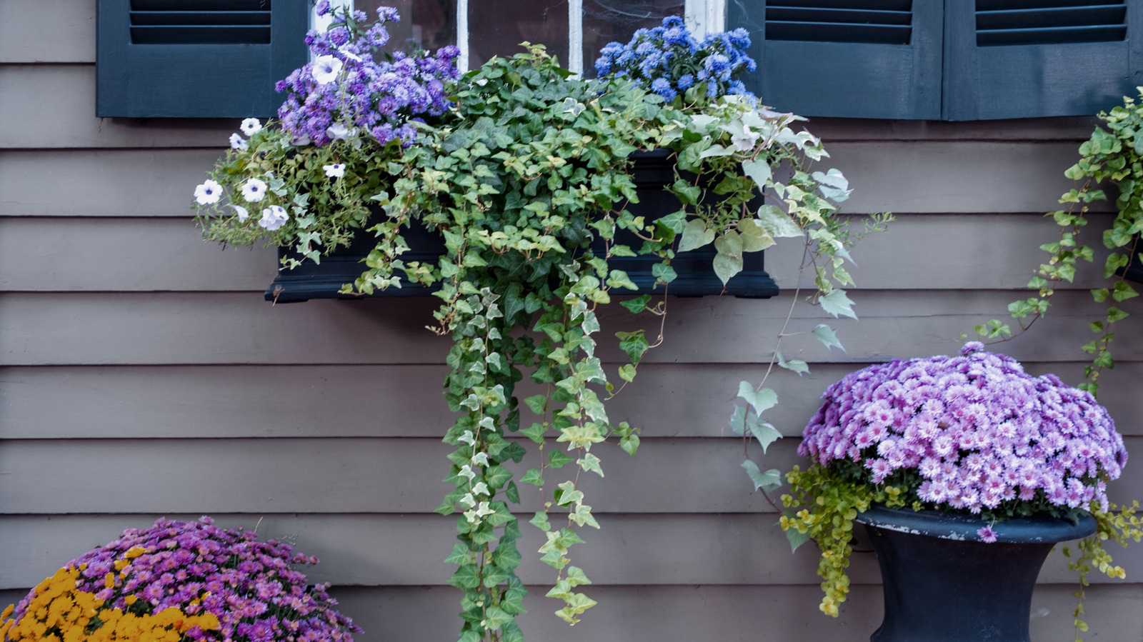 Göz alıcı pencere ekranları için en iyi 13 cesur bitki