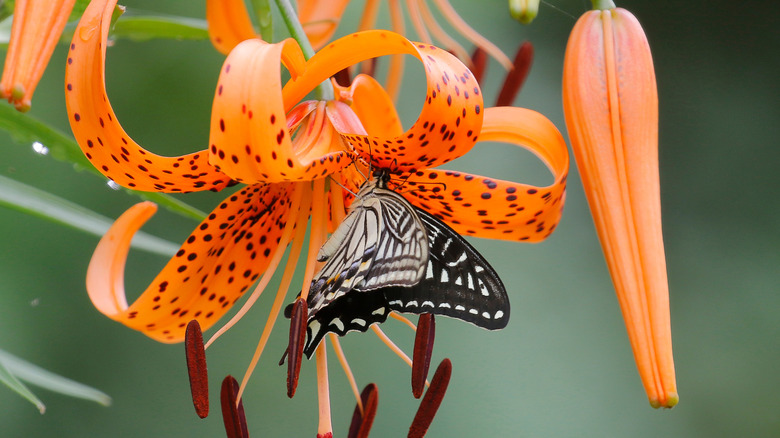 Bir kelebek portakaldan içiyor ve gündüz olarak lekelenmiş
