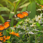 Güzel kelebekleri çekmek için bahçenize eklemeniz gereken renkler