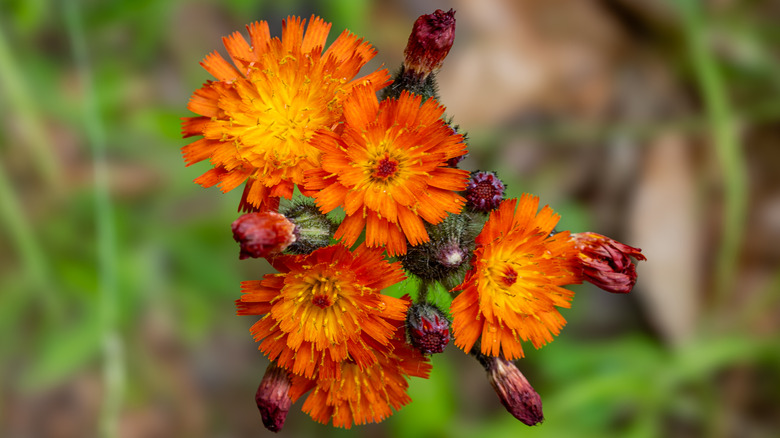 Bloom'da turuncu şahin çiçekleri