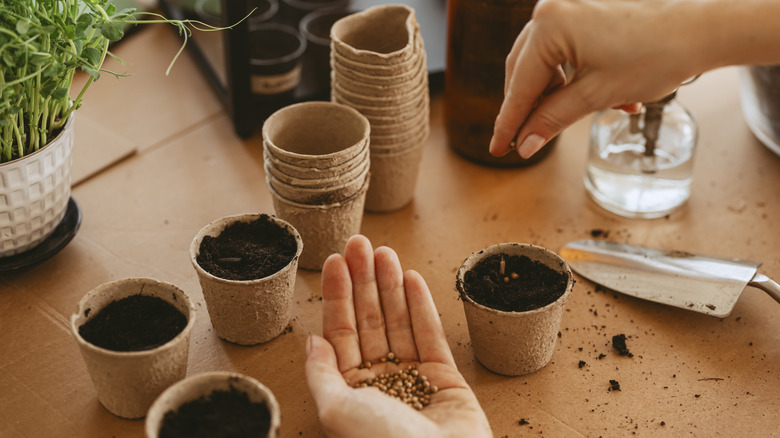 Küçük saksılarda tohum diken kişi