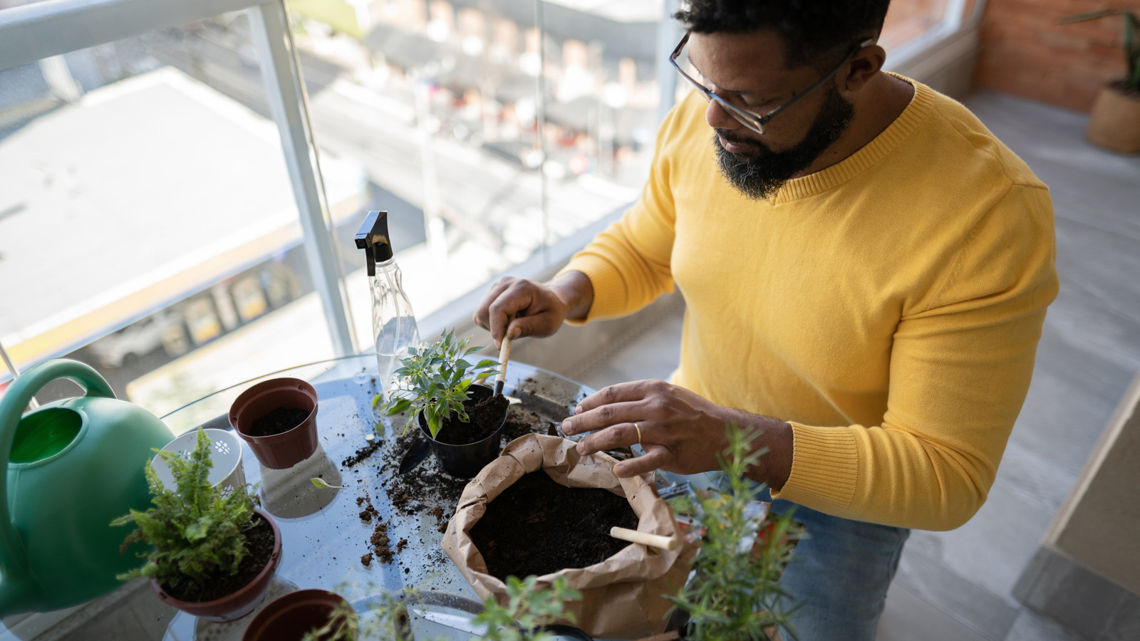 Konteyner bahçesinde sorumlu bir şekilde büyümeye değer tek ot