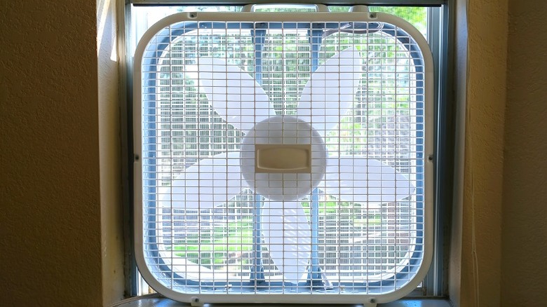 Dairede oturan beyaz kutu hayranı