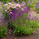 Bahçenizde çok yıllık bir sınır yapmanın en kolay ve en uygun yolu