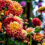 Dahlia yumrularını büyütürken yapabileceğiniz büyük hata