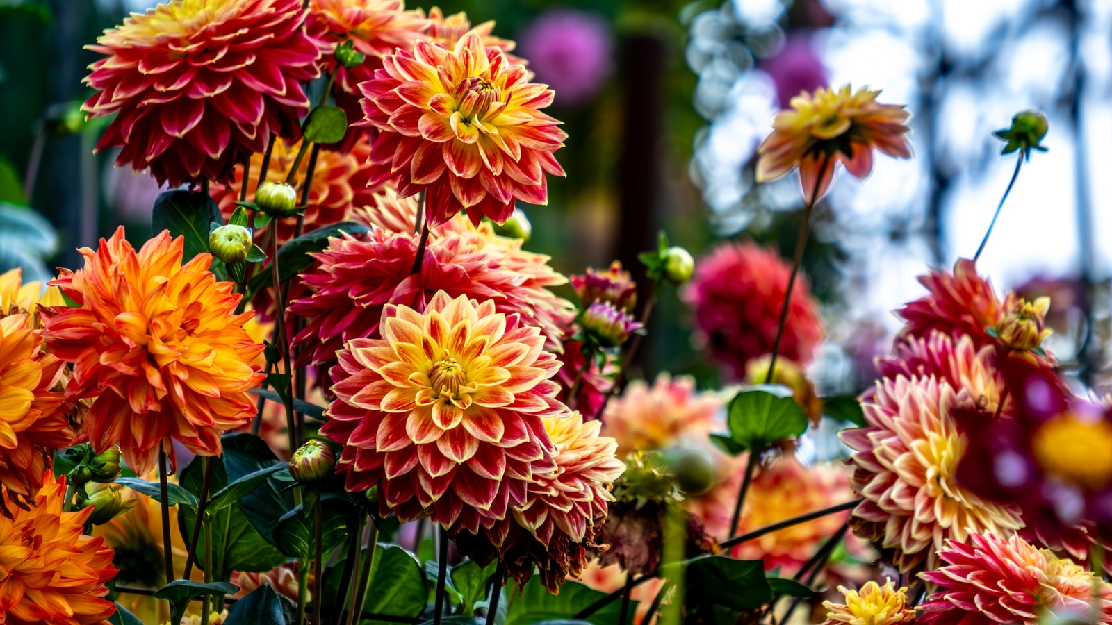 Dahlia yumrularını büyütürken yapabileceğiniz büyük hata