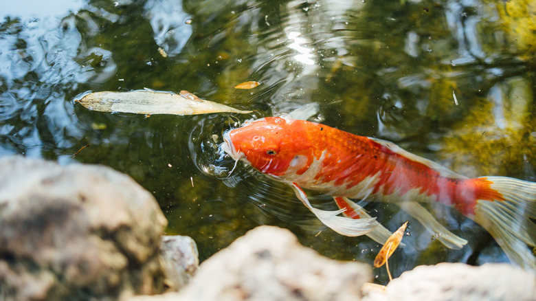 Koi Balık Gölet yüzeyinde bir böcek yiyor